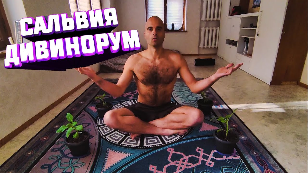 Сальвия Дивинорум. При чем тут Хофман? История и эффект
