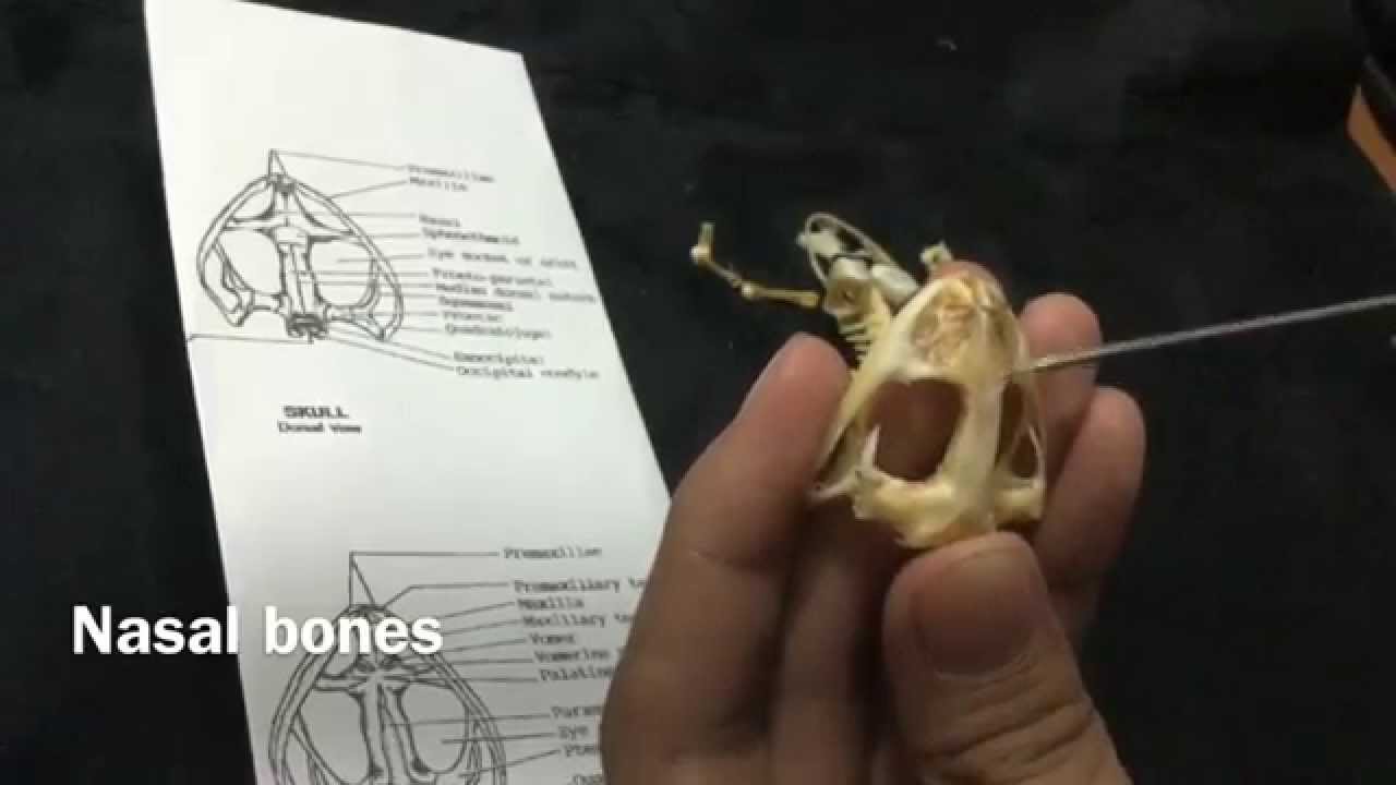 Frog Skeleton Review