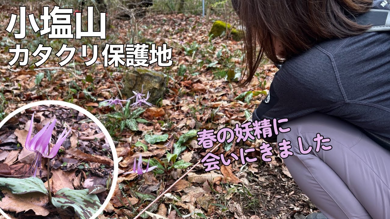 【夫婦登山】京都市西京区 小塩山〜念願のカタクリを見に行きます【公共交通機関登山】
