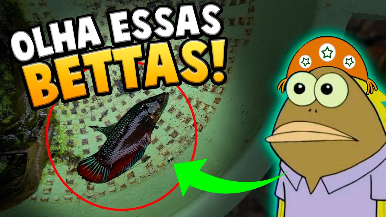 ME IMPRESSIONEI Com as Bettas Selvagens que Pegamos só na Peneira (Veja elas no final)