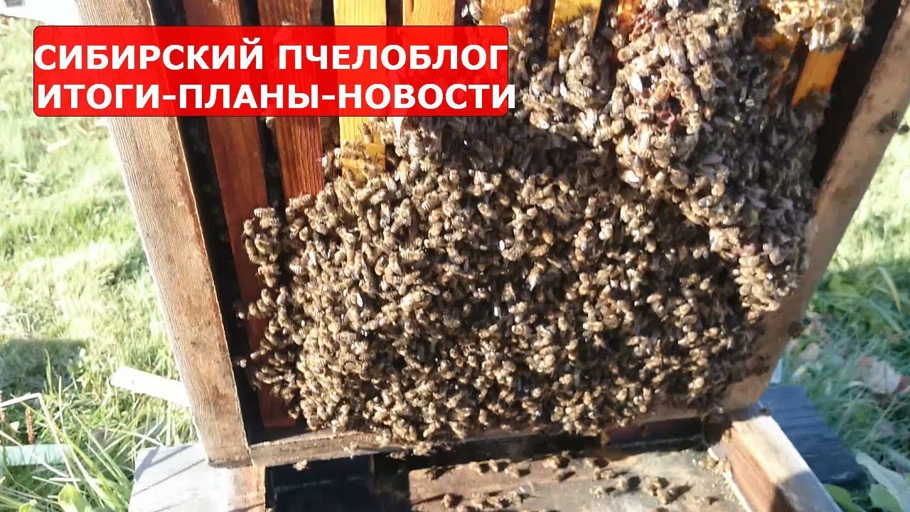СКОЛЬКО ПЧЕЛ ИДЕТ В ЗИМУ У КАРНИКИ БАКФАСТА и МЕСТНОЙ /СУБЛИМАТОР
