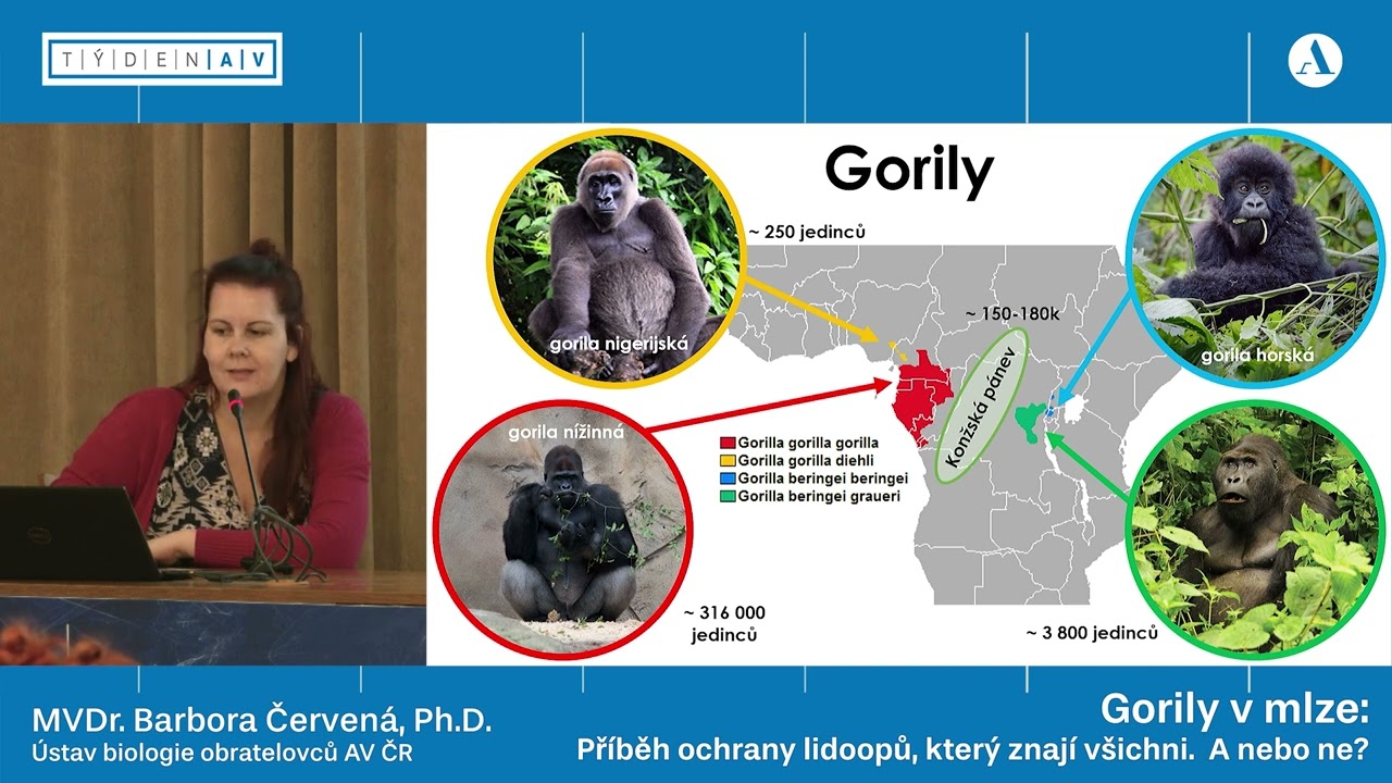 Gorily v mlze: Příběh ochrany lidoopů, který znají všichni. Anebo ne?
