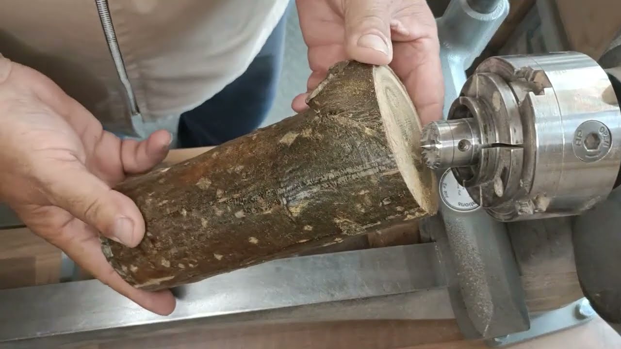 Laburnum Branch Wood To Vase.
