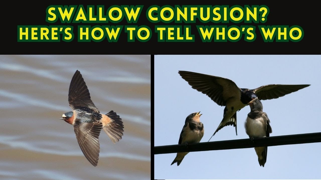 Barn Swallow vs. Cliff Swallow&mdash;and More Swallows You Might See