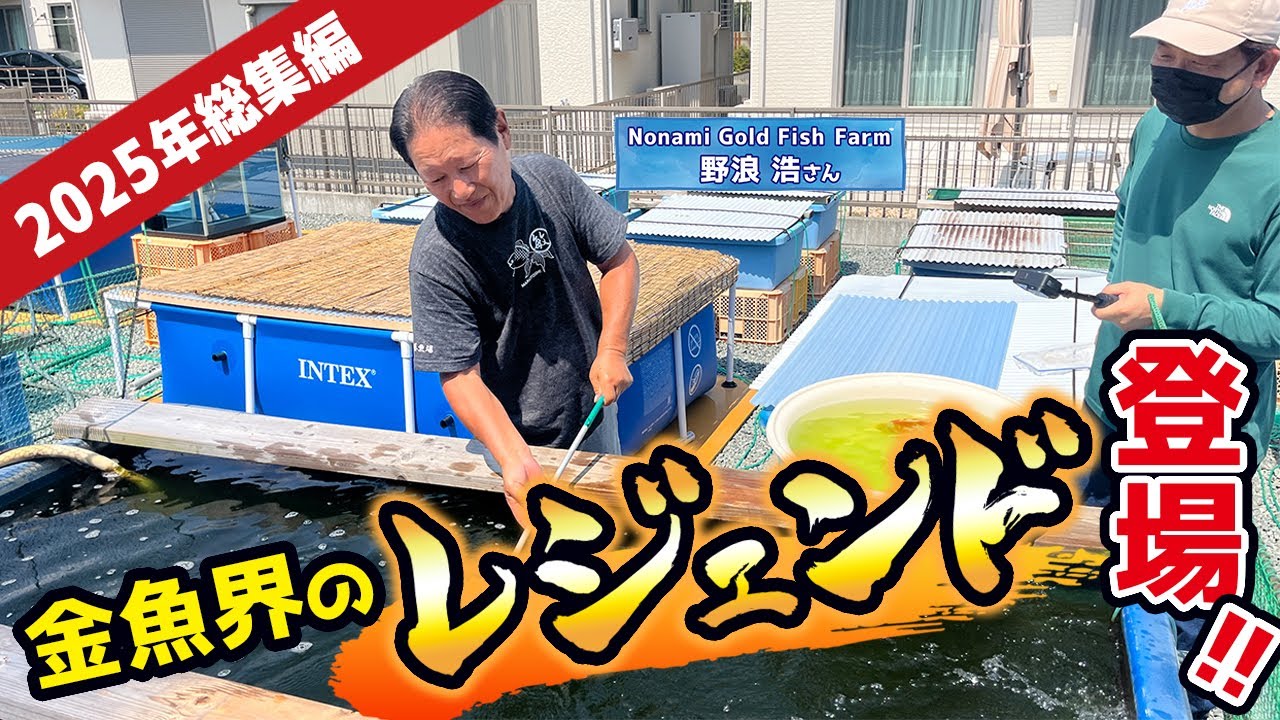 【野浪養魚場】2025年5月撮影の総集編‼︎生きる伝説・金魚愛好家「野浪さん」が育てた、規格外の金魚たちを一気見！ 迫力と美しさを存分にお楽しみください‼︎