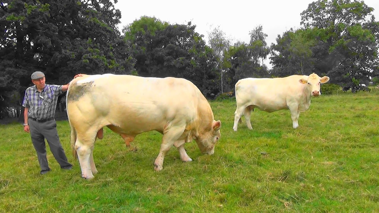 Poll Charolais cattle in the fields summer 22