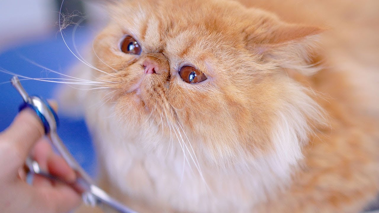 Персидская кошка с очаровательными оранжевыми глазами! 😻🛁✂️❤️Как можно быть таким нежным?