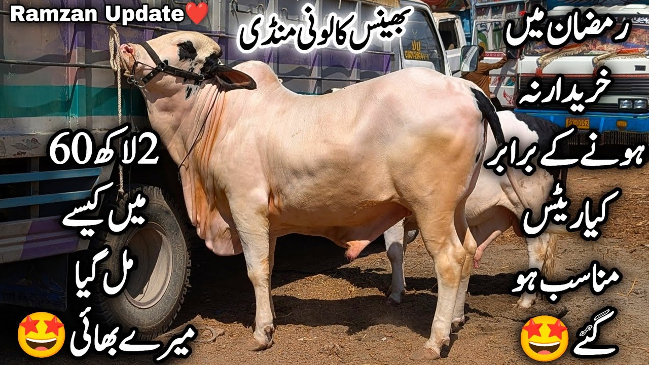 Bhains Colony Mandi Karachi Cattle Latest Rates Update In Ramzan 4 March 2026 || Bakra Eid 2026