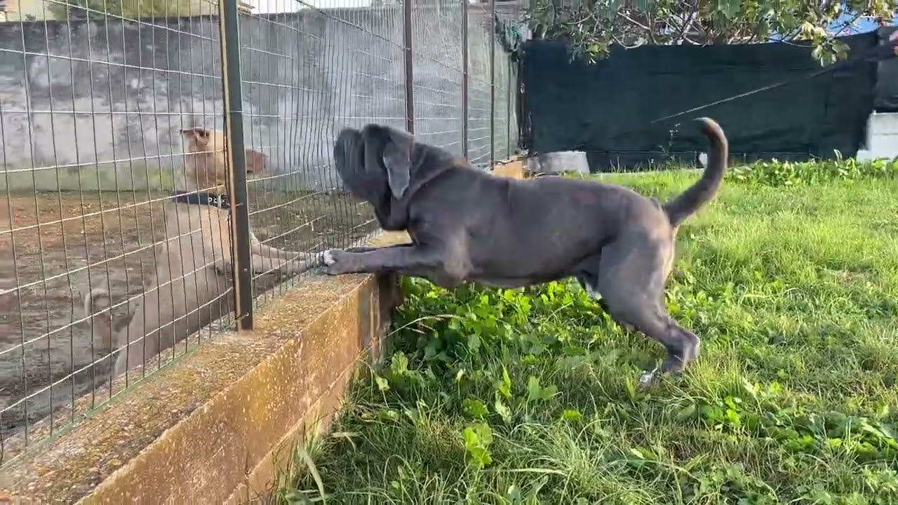 Mastino napoletano vs Pitbull