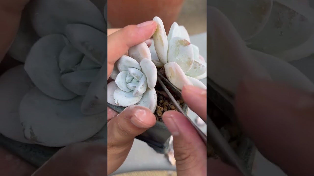 How to Build a Stunning Indoor Succulent Collection 🌵 Easy Care for Busy Homes