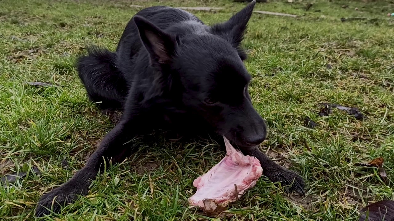 Farm dog chewing PORK RIBS | Peaceful countryside & dog eating bones ASMR