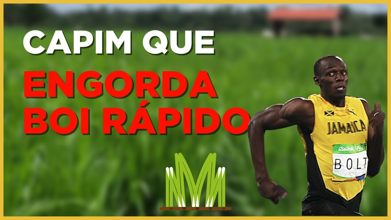 Qual &eacute; o capim que engorda o gado mais r&aacute;pido no Brasil?