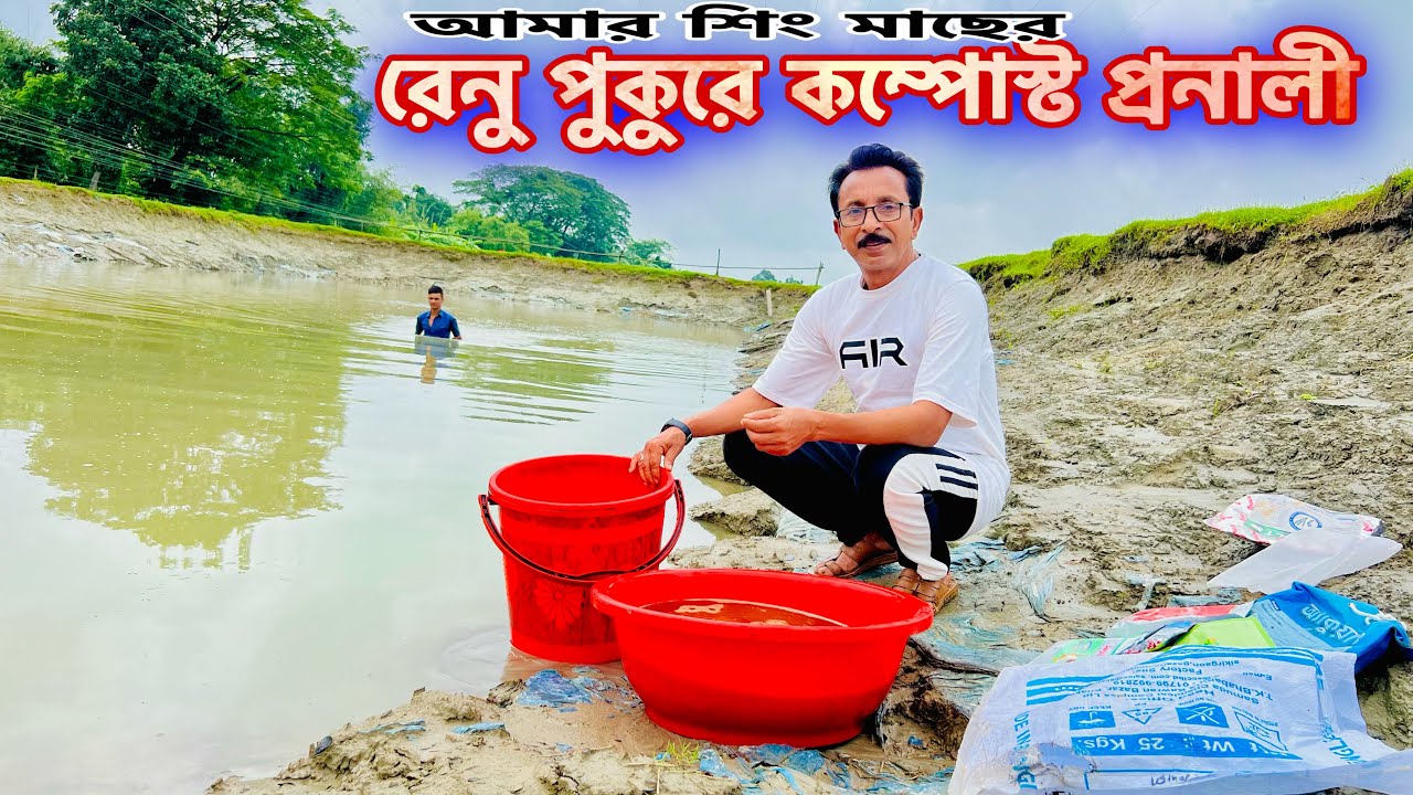 আমার শিং মাছের রেনু পুকুরে কম্পোস্ট প্রনালী..। Catfish bd