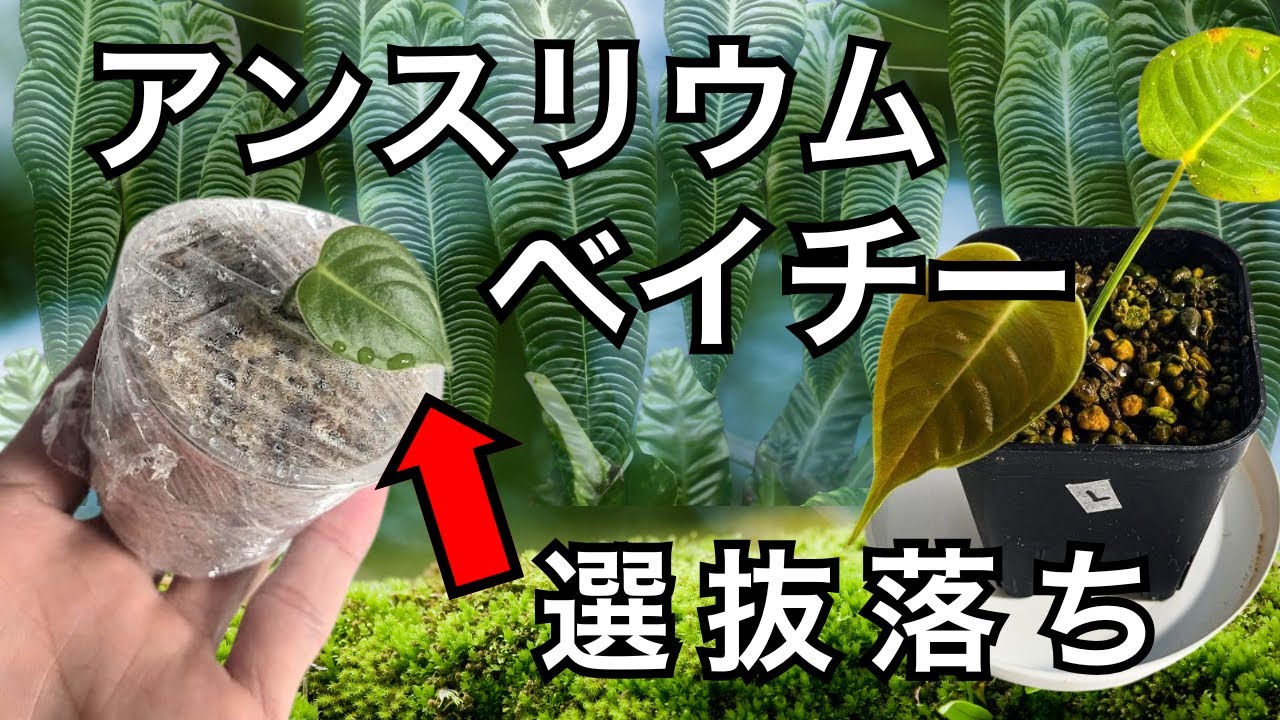 販売できない選抜落ちのアンスリウムベイチーを植え替え