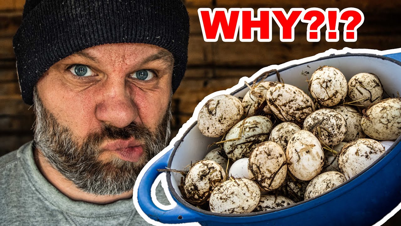 Why Are My Farm Eggs So Dirty?!?