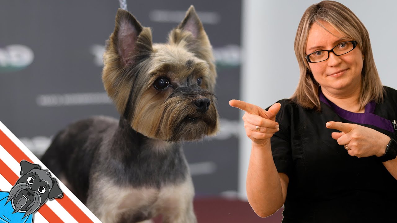 Grooming yorkshire terrier - Yorkie face haircut