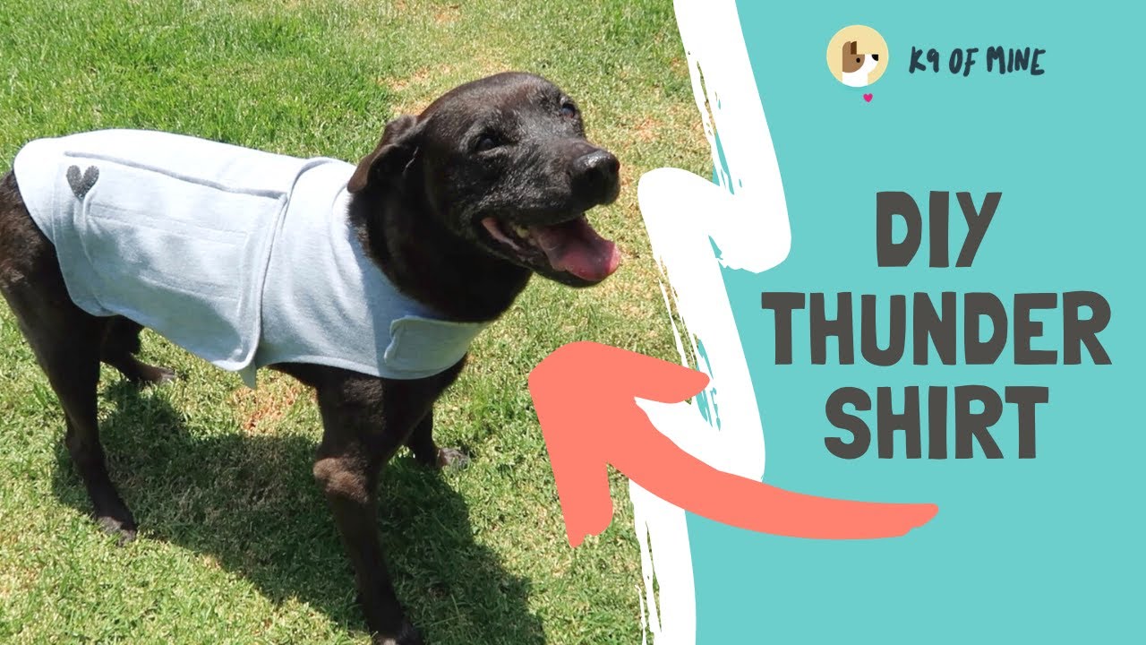 DIY Thundershirt: How to Make a Dog Anxiety Wrap for Fireworks Fear!