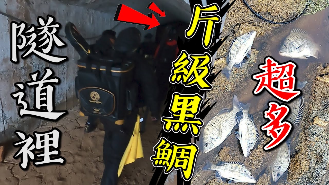 噓...破斤的大黑鯛都藏在不起眼的隧道裡！超多魚 晚來就被釣光！【台灣大釣哥 EP27】黑毛 ft.甘那迪.Omega #釣魚​ #馬祖​ #黑鯛