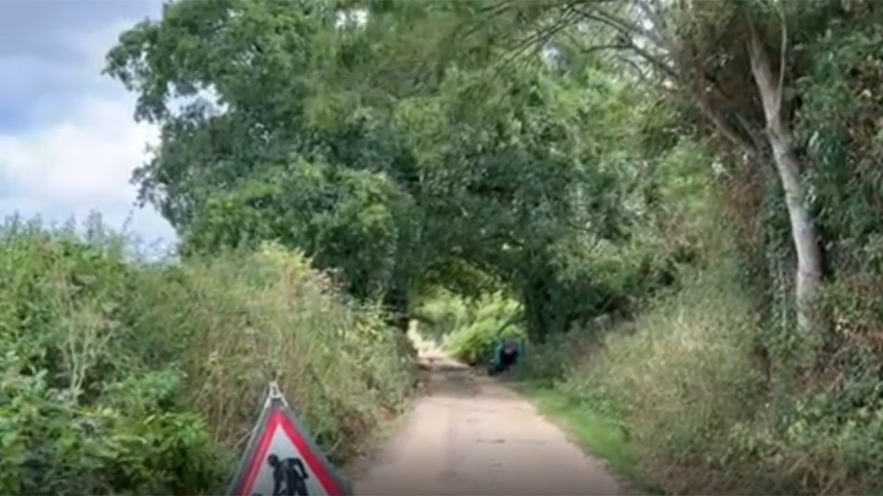 Removing Deadwood From Oak Trees