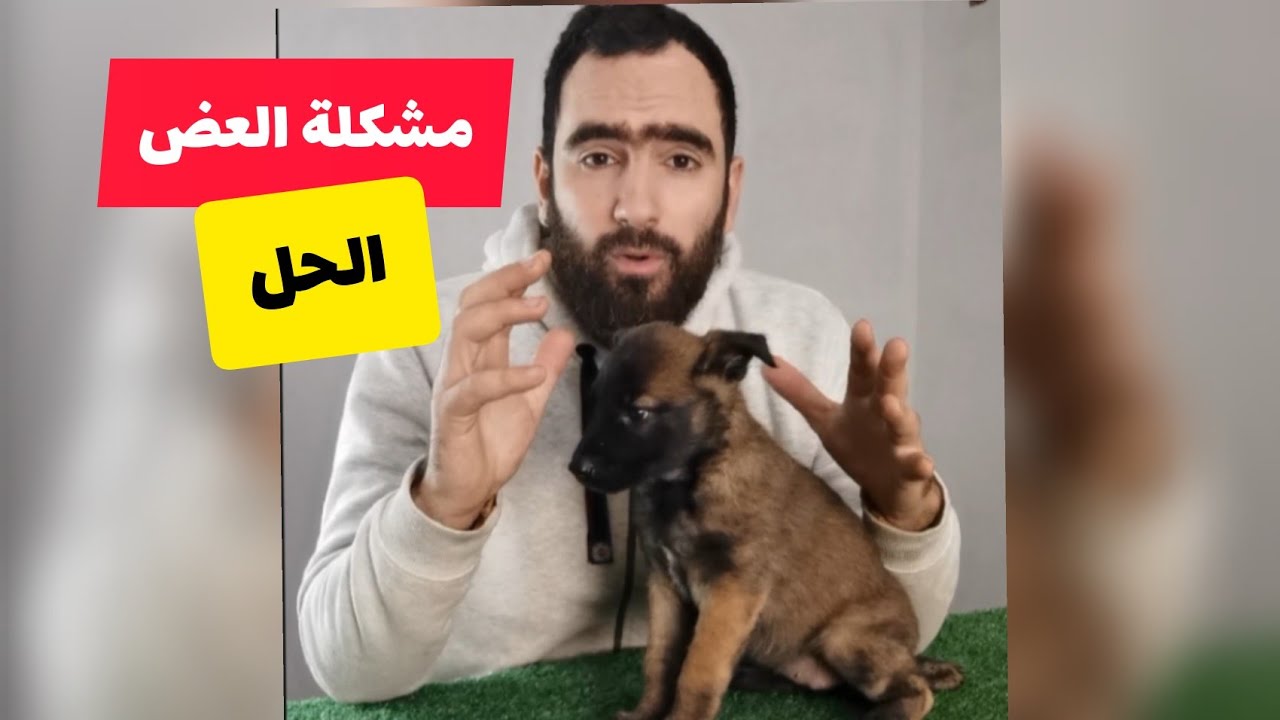 حل مشكلة العض باللعب عند الكلاب بطريقة إيجابية ✅