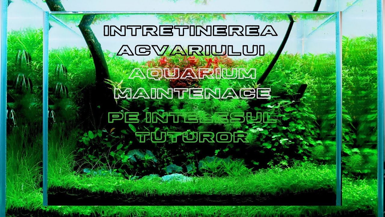 Intretinerea Acvariului Aquarium Maintenance English Subtitles