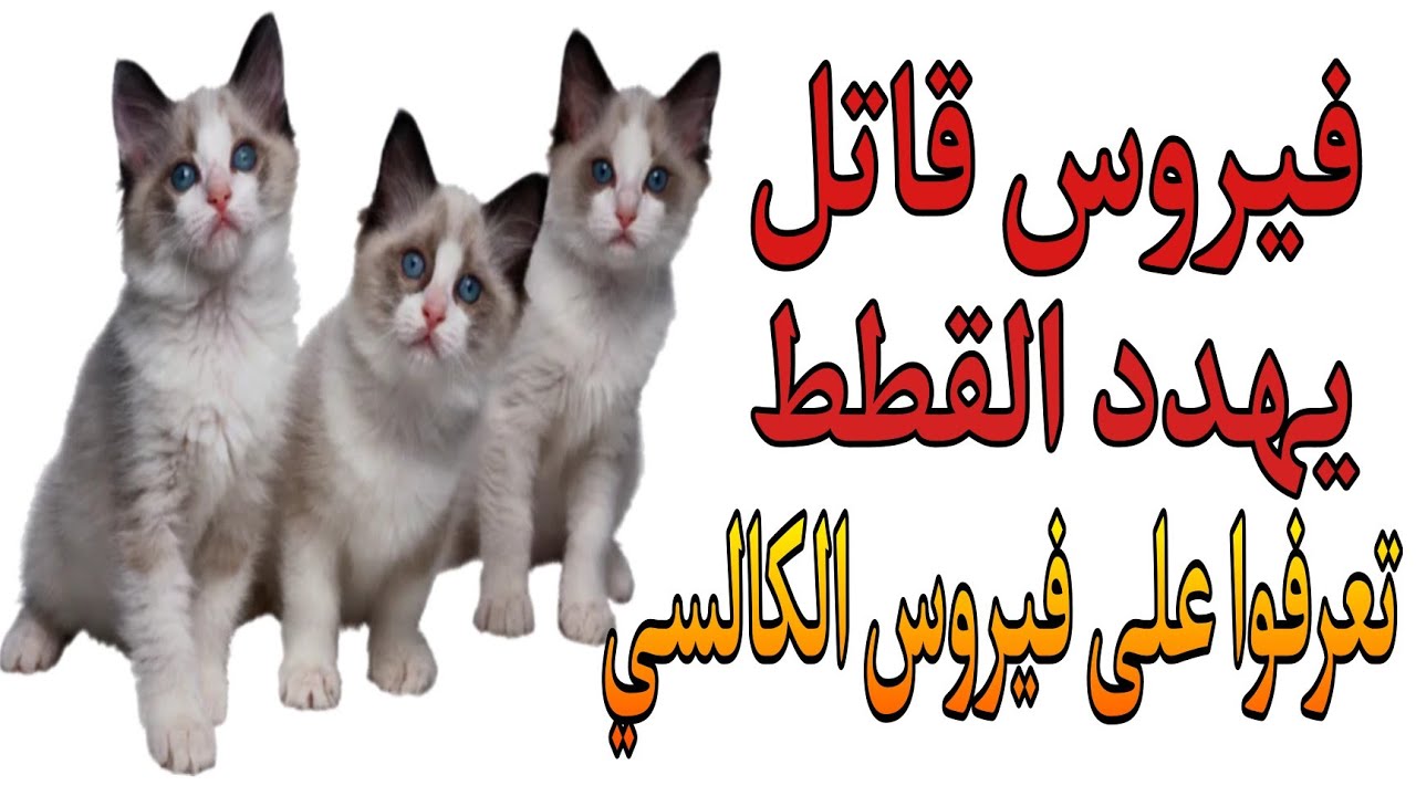 فيروس الكالسي/ أعراض مرض فيروس الكالسي عند القطط و علاجه