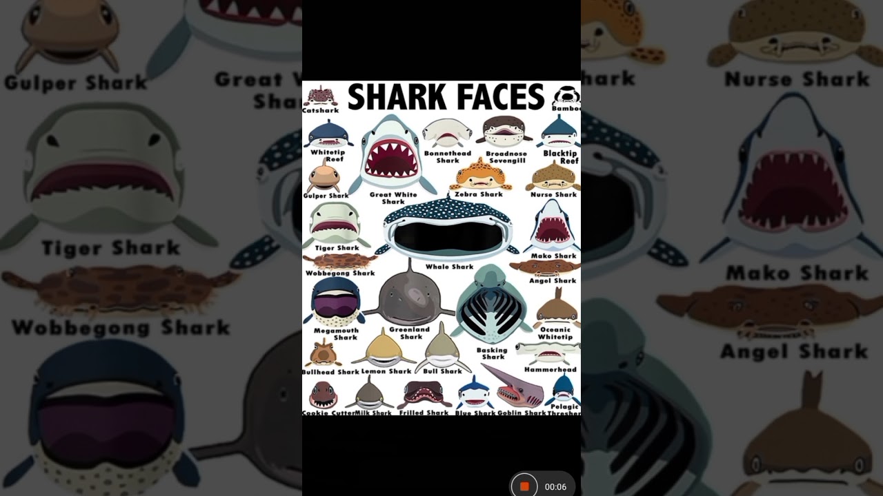 SHARKS PT. 1|Squalo Balena/Whale Shark 