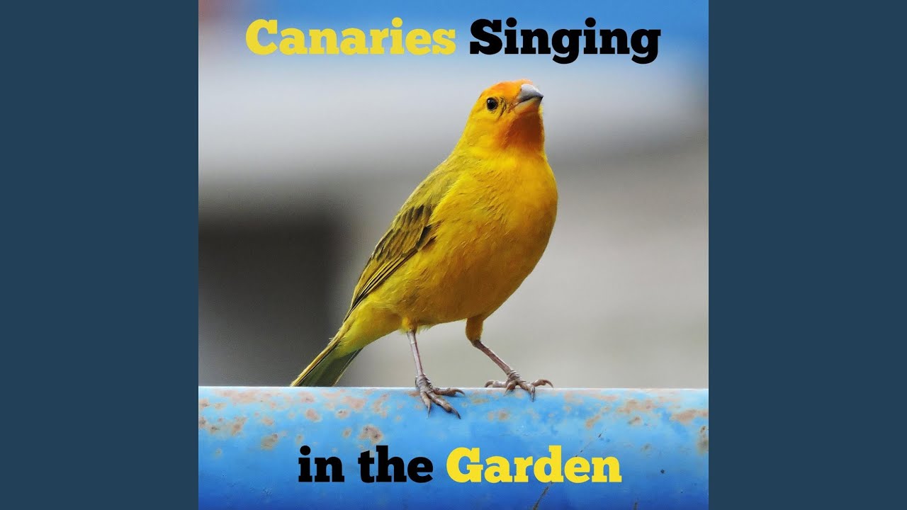 Happy Canaries Singing and Chirping