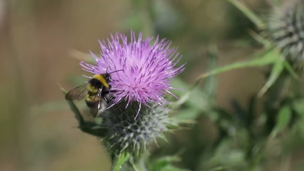 St. Brigid and Biodiversity