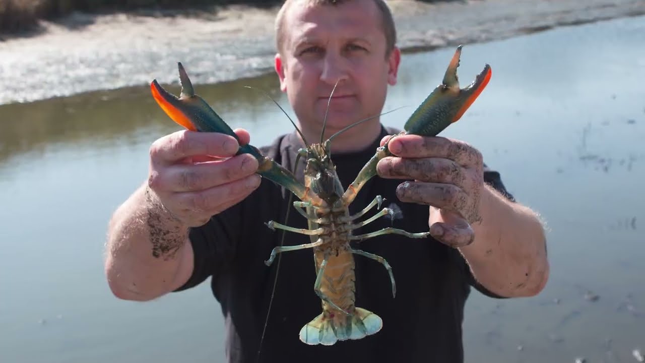 Cherax quadricarinatus - эмбриогенез