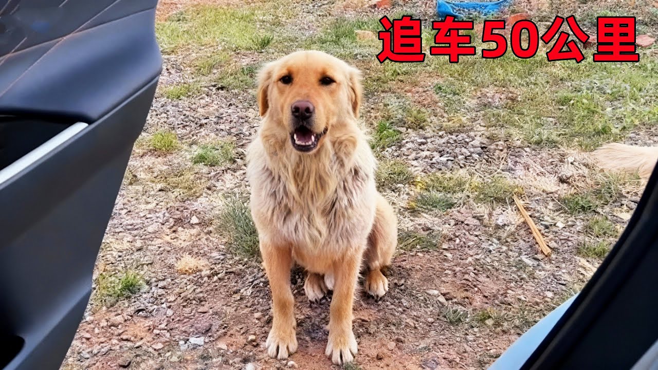狗狗为了找到主人，竟追着相似的车子跑了50公里