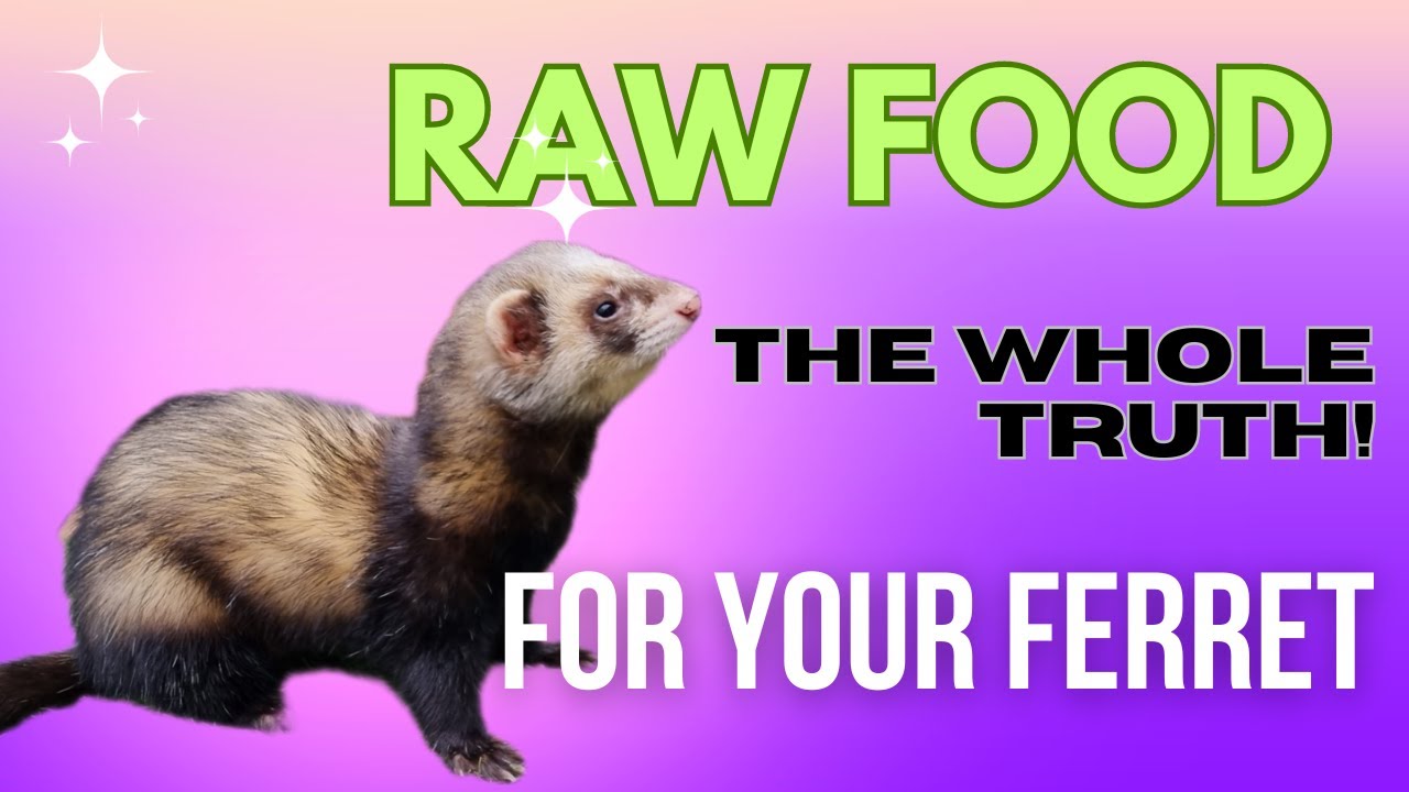 Raw Food Diets for FERRETS - The Whole TRUTH!