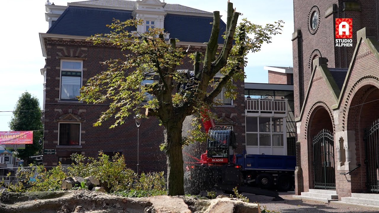 Zieke kastanjebomen gekapt in hartje centrum Alphen aan den Rijn: &lsquo;Troosteloos&rsquo;