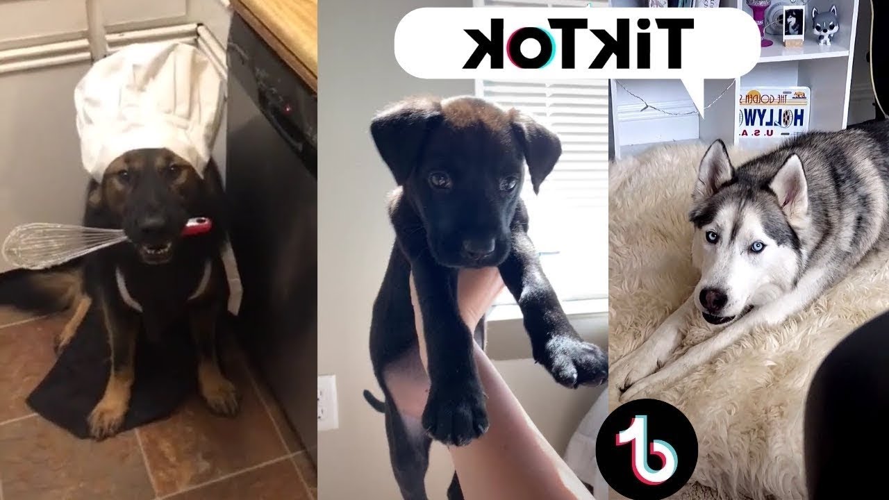 Dogs Funny cute  Compilation Tiktok 2021 #6