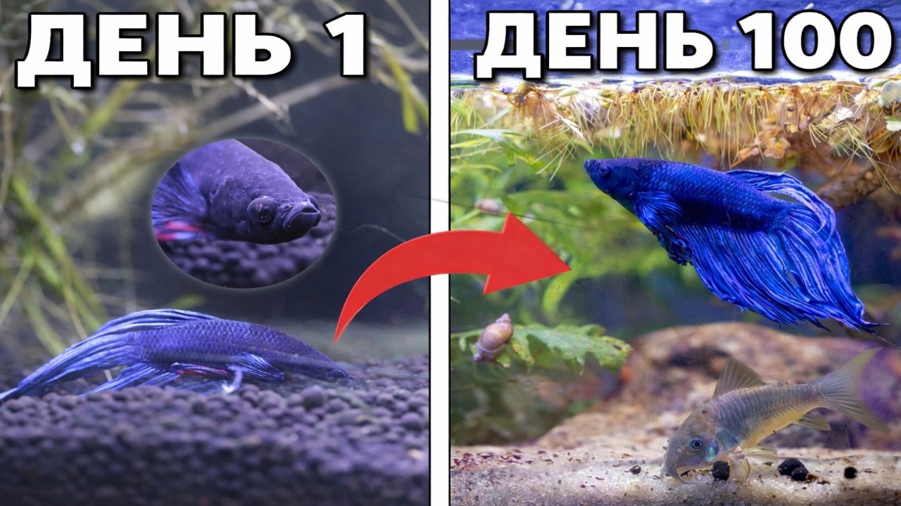 Я создал экосистему для бойцовой рыбки.