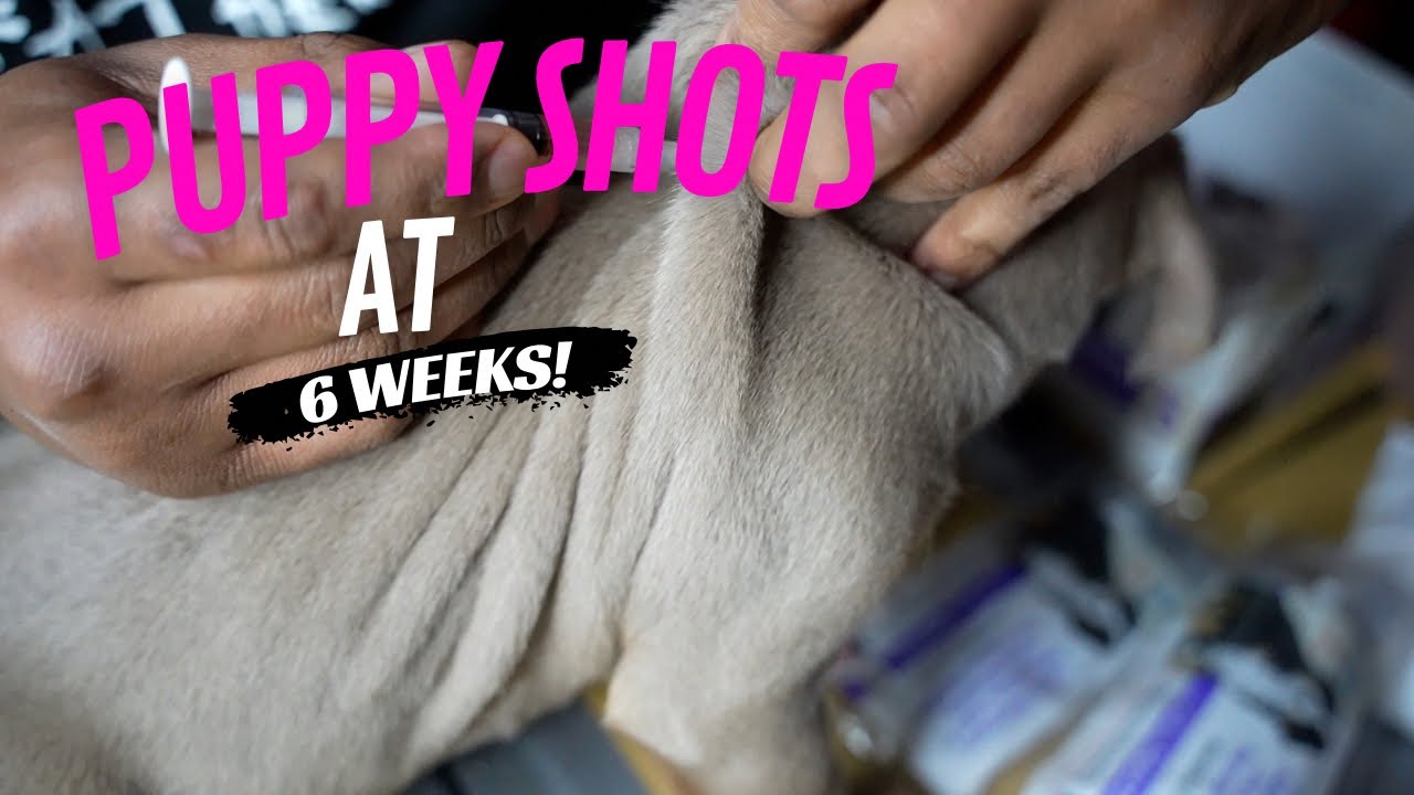 Week 6: Puppy Shots
