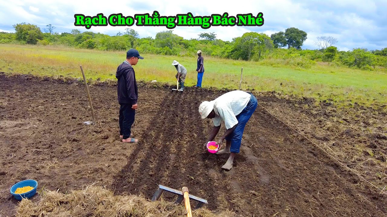 Công Đồng IIKhông Ngờ Cấy Lúa Lại Có Nhiều Cách Như Vậy