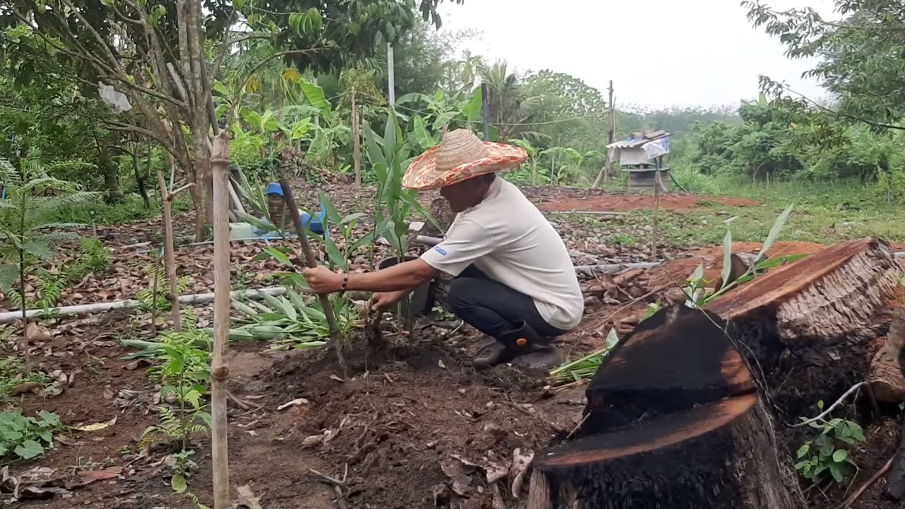 ต้นสเลเต หรือต้นมหาหงส์