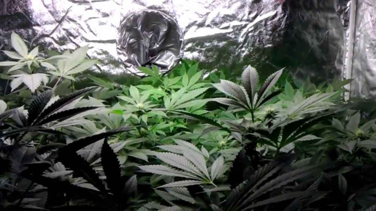 Spliff's Garden ~ 