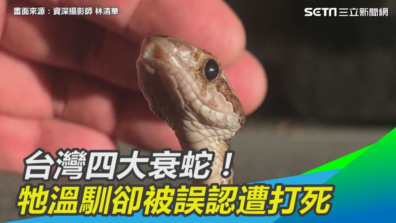 台灣四大衰蛇！牠溫馴卻被誤認遭打死｜三立新聞網SETN.com