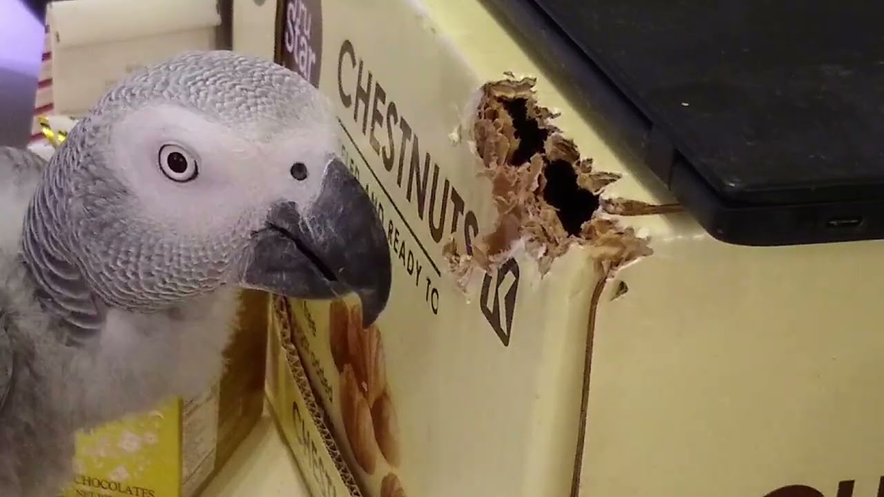 Griffin vs. The Box! 📦🐦😂