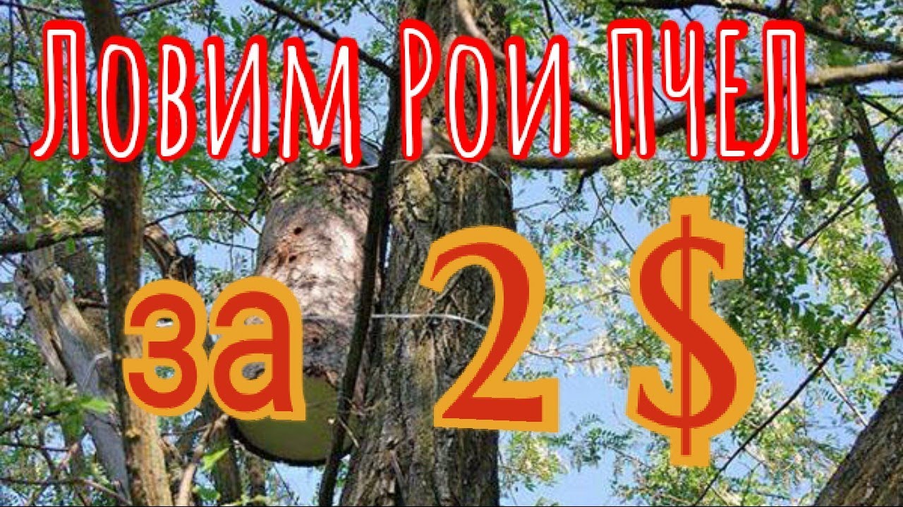 🔥 СУПЕР УЛОВИСТАЯ ЛОВУШКА для пчел за копейки. Результат 200%💥