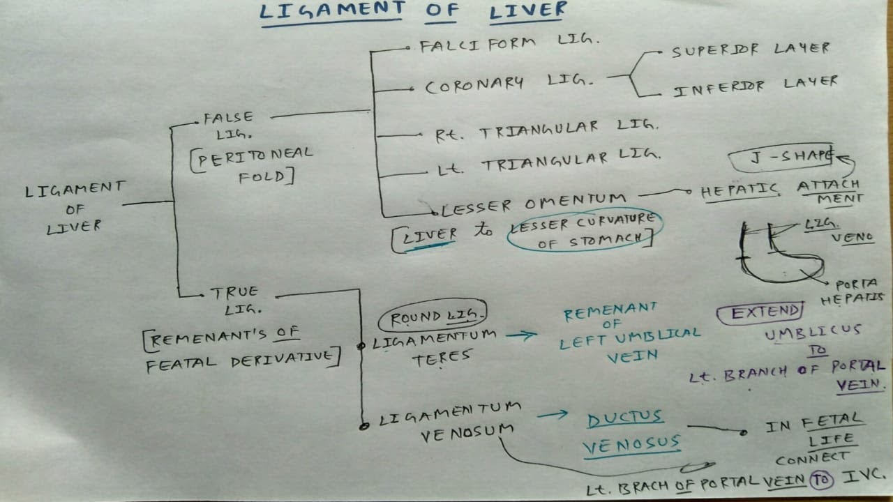 Ligament of liver- 6, TCML Chart | ENMEDER