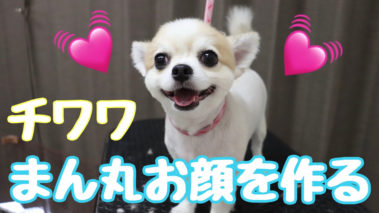 【チワワ】小鉄くんのかわいいお顔作り［兵庫ペット医療センター 尼崎本院］Happy dog glooming