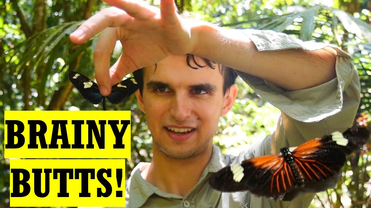 i found the world's BRAINIEST butterfly!