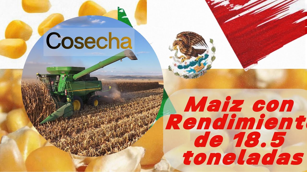 Cosecha de maíz de alto rendimiento en Chihuahua, México 🌽🚜 | 18.5 toneladas por hectárea