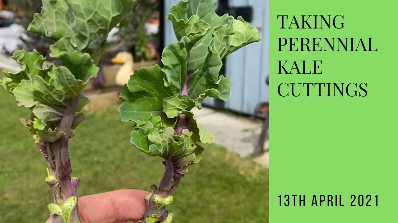Perennial kale cuttings | what to expect | Taunton Deane