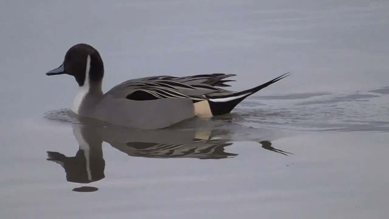 A Winters Day at Slimbridge