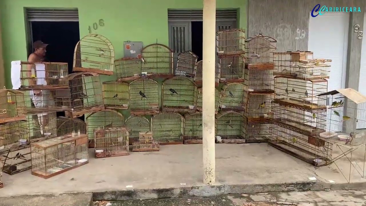 Polícia Militar Ambiental resgata 74 pássaros silvestres mantidos ilegalmente em cativeiro no Crato