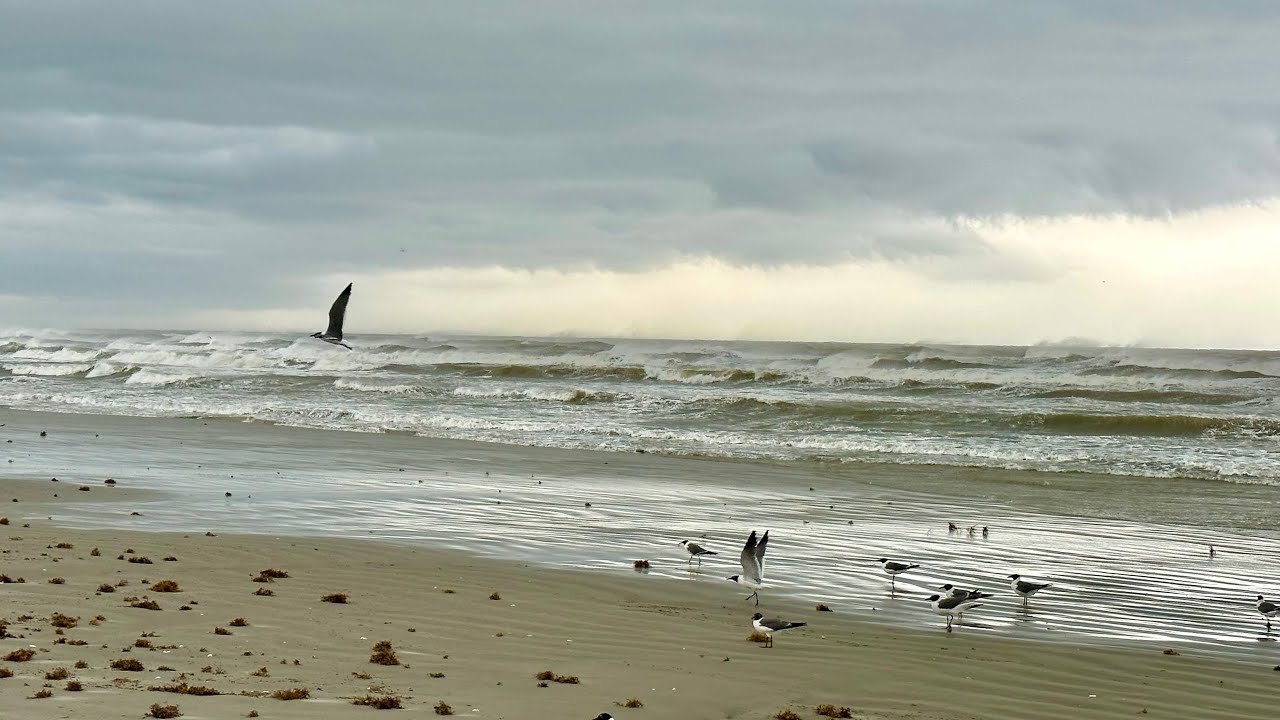 Surf fishing Galveston TX - Catch & Cook